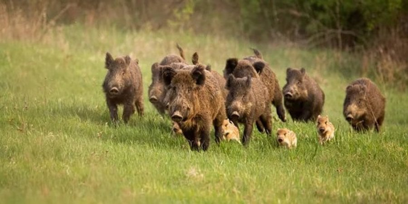 Небезпечні трюфелі. У Німеччині виявили радіоактивних кабанів