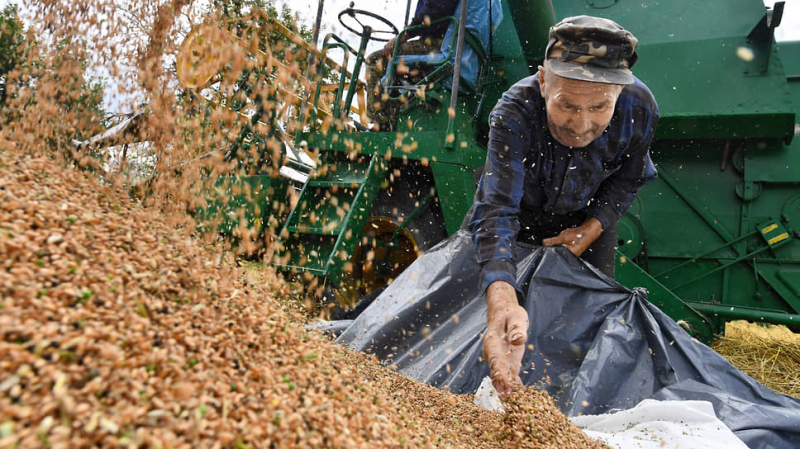 В зерне прорастают цены